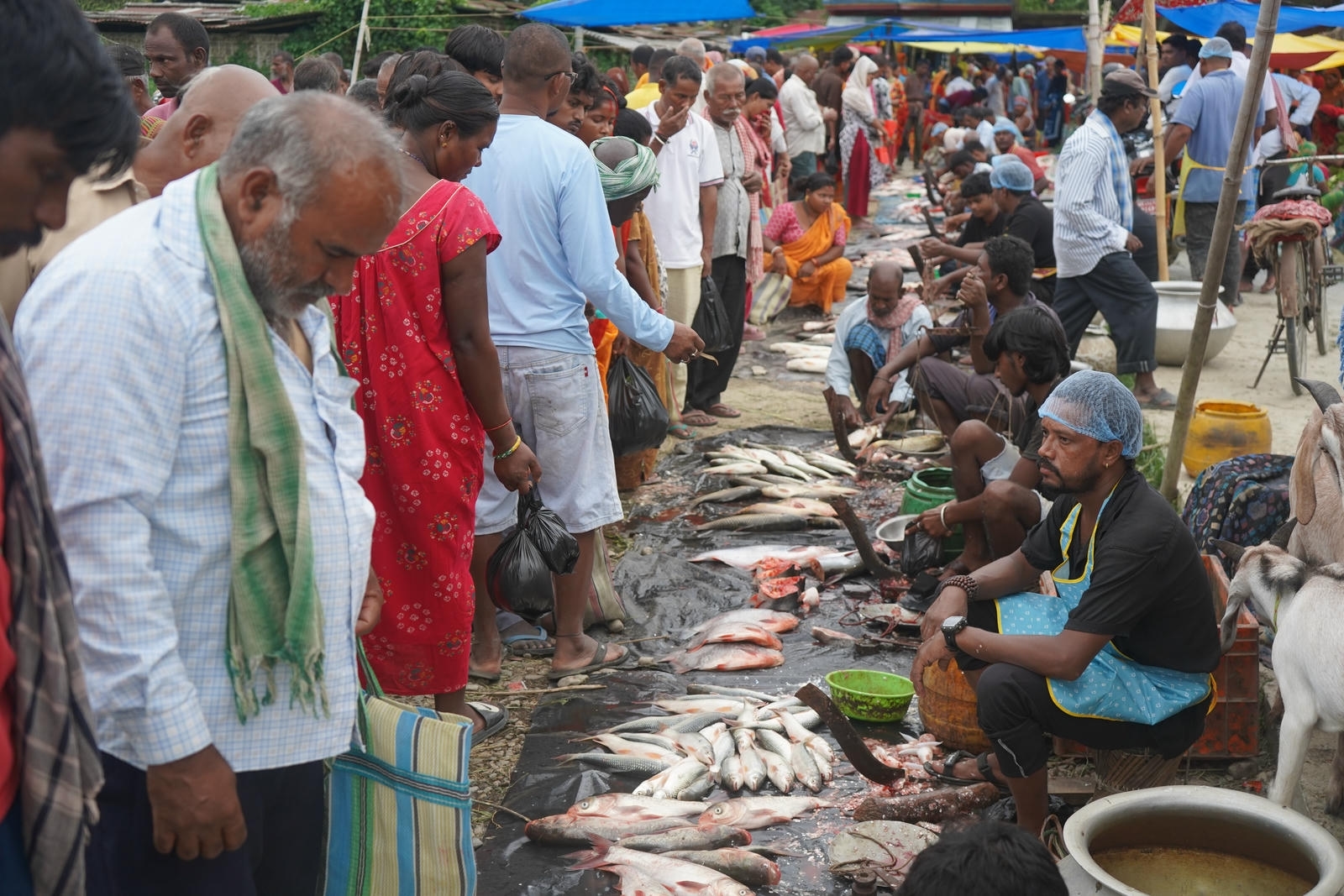 Fish Market Promotion, Aquaculture & Food Safety Showcase 108