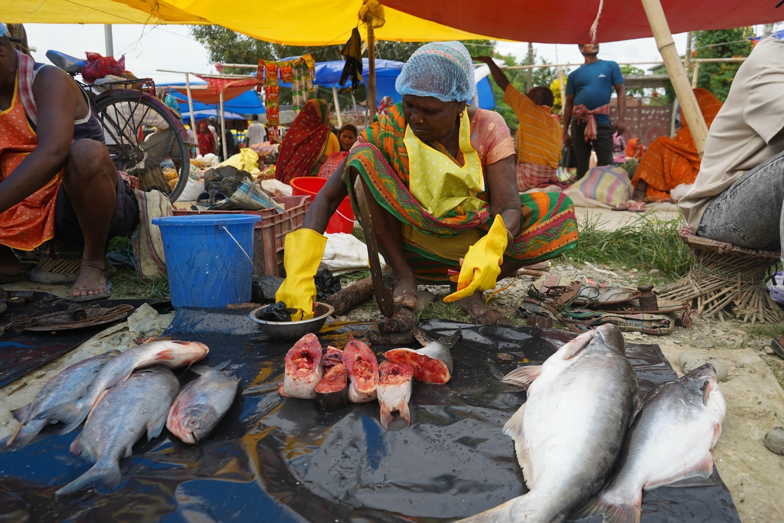 Fish Market Promotion, Aquaculture & Food Safety Showcase 51